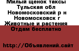 Милый щенок таксы - Тульская обл., Новомосковский р-н, Новомосковск г. Животные и растения » Отдам бесплатно   